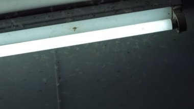 Kahverengi planthopper gece hasat sezonu neon ışık uçan, kalabalık.