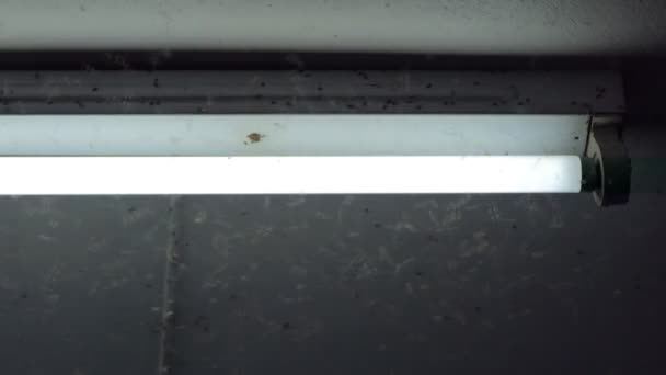Menigte Van Bruin Planthopper Rondvliegen Neon Licht Bij Nacht Oogstseizoen — Stockvideo