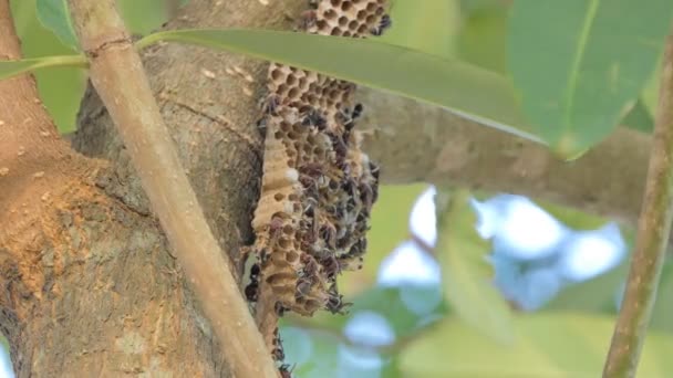 混合落葉樹林の木にスズメバチの巣の群衆 — ストック動画