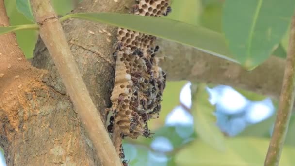 Multitud Nidos Avispas Árboles Bosques Mixtos Hoja Caduca — Vídeo de stock