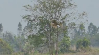 Alan üzerinde gökyüzünde uçan ve av arayan hawk. ağır çekim