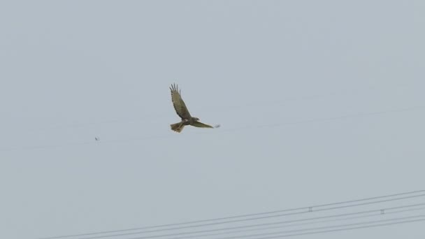 Hawk Πετάει Στον Ουρανό Πάνω Από Πεδίο Και Κοιτάζοντας Αρπακτικών — Αρχείο Βίντεο