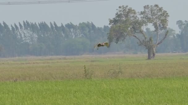 Falco Che Vola Sul Cielo Sopra Campo Cerca Preda Rallentatore — Video Stock