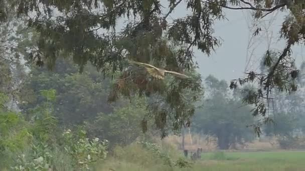 Hawk Vliegen Hemel Veld Zoek Naar Prooi Slow Motion — Stockvideo