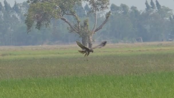 空のフィールド上空を飛行し 獲物を探している鷹 スローモーション — ストック動画
