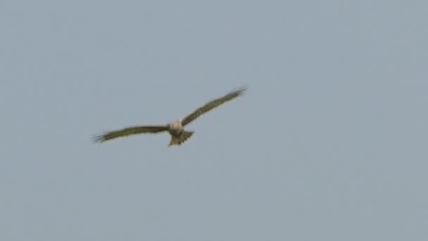鹰在田野上空飞行 寻找猎物 慢动作 — 图库视频影像