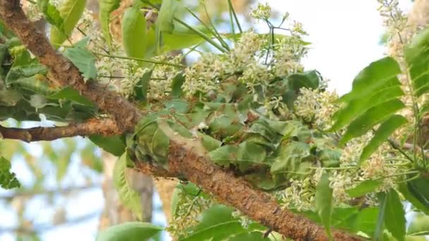 Rote Ameise Baut Das Nest Auf Baum — Stockvideo