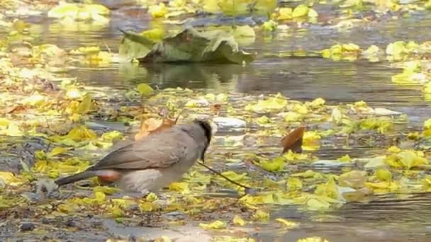 Bilbil Czerwony Whiskered Pycnonotus Jocosus Woda Pitna Zatoce Latem — Wideo stockowe