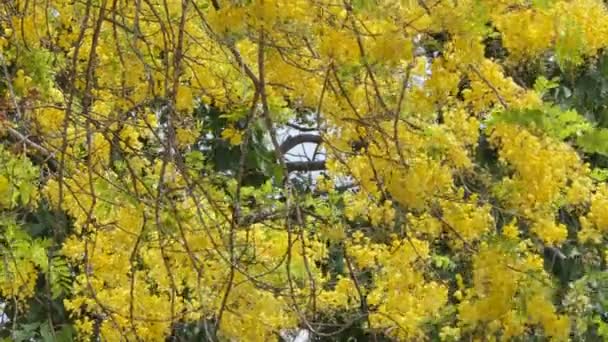 Árvore Chuveiro Dourada Fístula Cássia Florescendo Verão — Vídeo de Stock