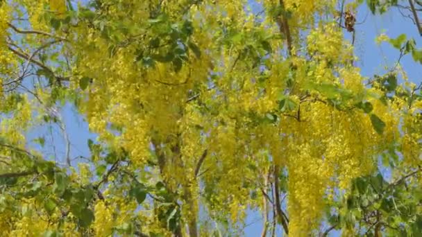 Altın Duş Ağacı Cassia Fistül Yaz Aylarında Çiçeklenme — Stok video