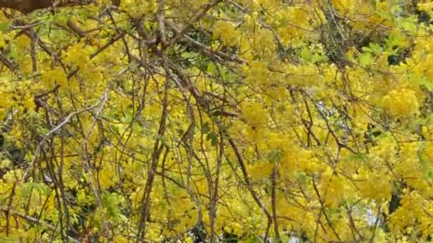Χρυσό Δέντρο Ντους Κασήσια Συρίγγων Ανθίζει Καλοκαίρι — Αρχείο Βίντεο
