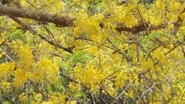 Dolly Shot Golden Shower Tree Fístula Cassia Floreciendo Verano — Vídeo de stock