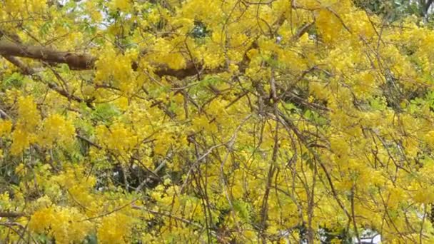 Zoom Dolly Arbre Douche Doré Cassia Fistula Fleurissant Été — Video