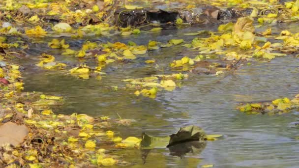 Fleur Jaune Arbre Douche Doré Cassia Fistula Tombant Sur Ruisseau — Video