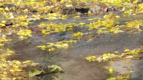 Gele Bloem Van Golden Shower Tree Cassia Fistel Vallen Creek — Stockvideo