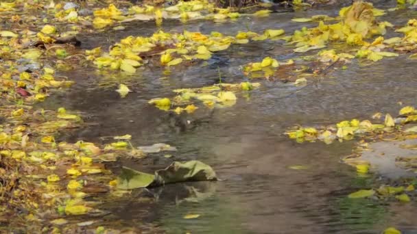 Gele Bloem Van Golden Shower Tree Cassia Fistel Vallen Creek — Stockvideo