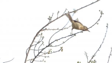 Doğa şube üzerinde Streak-toprak bulbul kuş (Pycnonotus blanfordi).