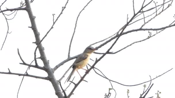 Bulbul Pájaro Orejas Rayadas Pycnonotus Blanfordi Rama Naturaleza — Vídeos de Stock