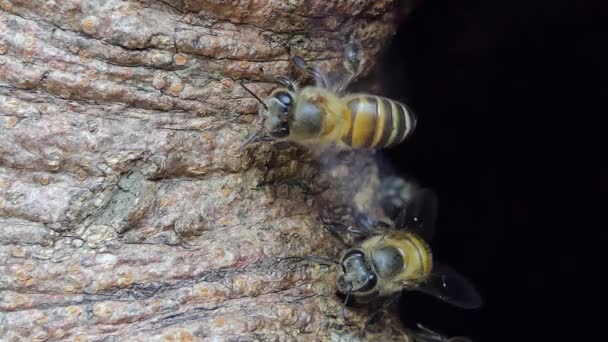 熱帯雨林の木の穴のハイブに飛んで蜂 — ストック動画