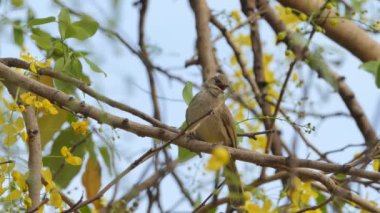 Doğa şube üzerinde Streak-toprak bulbul kuş (Pycnonotus blanfordi).