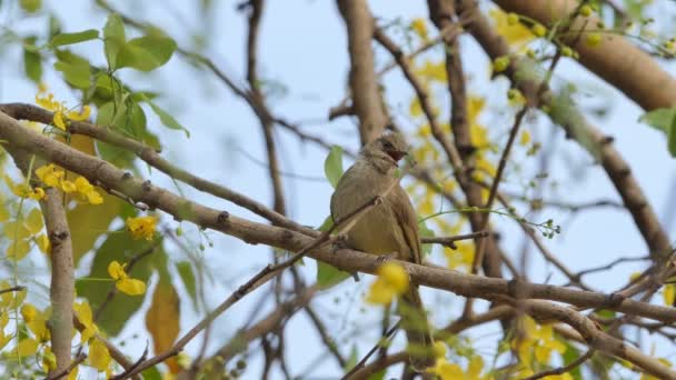 Bulbul Pájaro Orejas Rayadas Pycnonotus Blanfordi Rama Naturaleza — Vídeo de stock