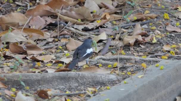 Oosterse Ekster Robin Bird Copsychus Saularis Vangen Worm Voor Feed — Stockvideo