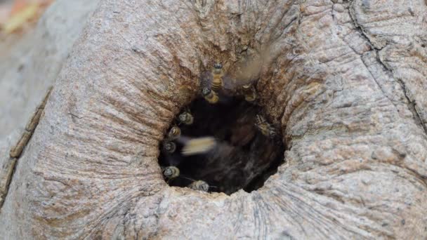 Μέλισσα Πετούν Κυψέλη Τρύπα Δέντρου Τροπικό Δάσος Της Βροχής — Αρχείο Βίντεο