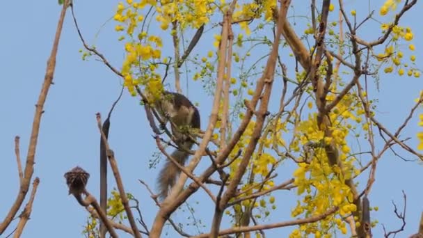 Écureuil mangeant des graines de fleur sur l'arbre de douche doré (Cassia fistula ).