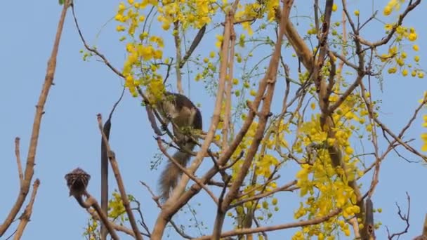 金色のシャワーの木に花の種を食べるリス カシア瘻 — ストック動画