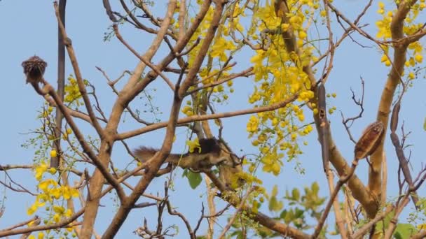 Σκίουρος Τρώγοντας Σπόρους Από Λουλούδι Στο Χρυσό Ντους Δέντρο Cassia — Αρχείο Βίντεο