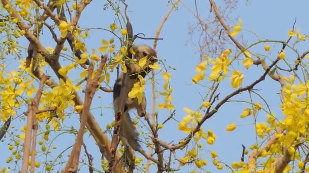 Wiewiórka Jedzenia Nasion Kwiatów Golden Shower Tree Cassia Przetoki — Wideo stockowe