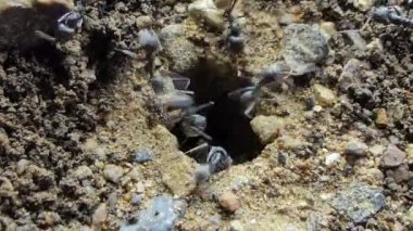 Siyah karıncaların yakın yukarı tropikal yağmur ormanı zemin altında yuvalama vardır.