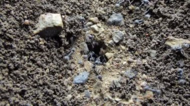 Siyah karıncaların yakın yukarı tropikal yağmur ormanı zemin altında yuvalama vardır.