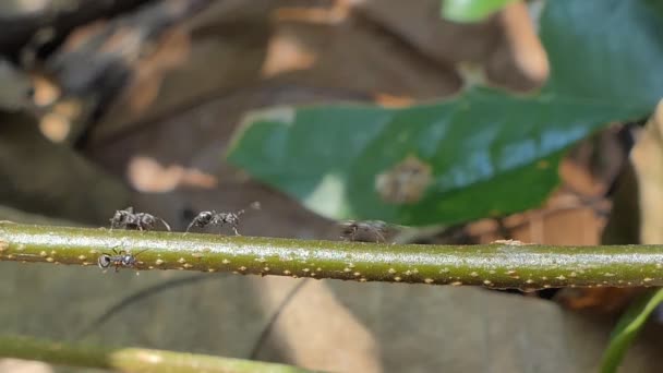 Hormiga Negra Caminando Rama Selva Tropical — Vídeo de stock