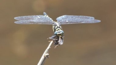 Dragonfly beslemek için arı alıcı.