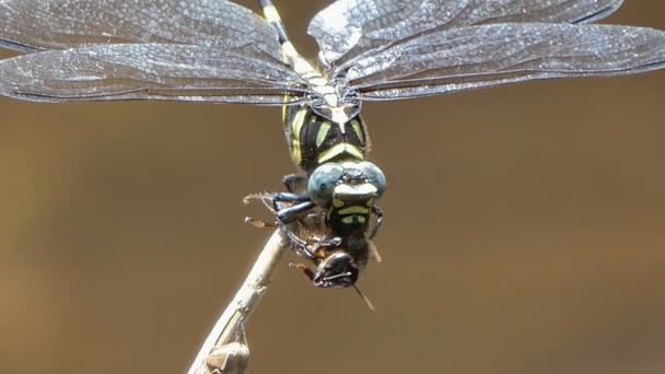 Dragonfly Catching Bee Voor Het Voederen — Stockvideo