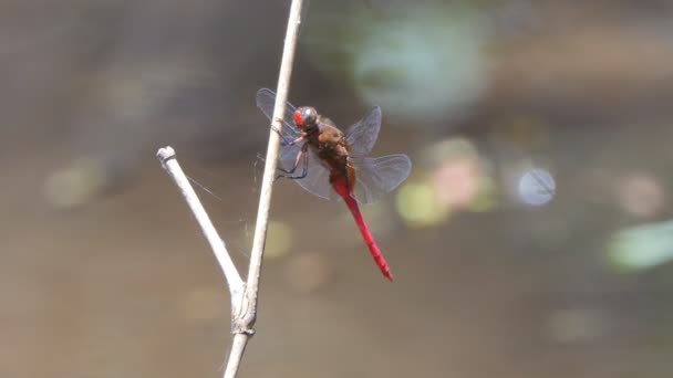 Dragonfly Neergestreken Tak Creek Achtergronden Tropisch Regenwoud — Stockvideo