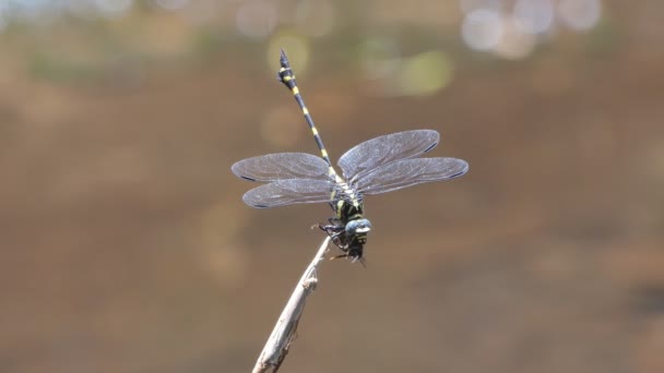 Dragonfly Cattura Ape Alimentazione — Video Stock