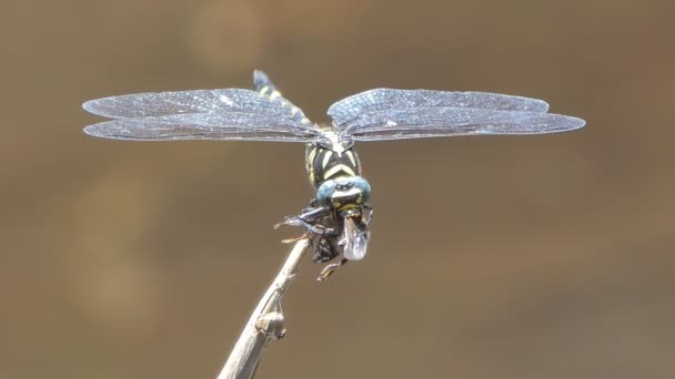 Dragonfly Połowu Pszczoły Karmienia — Wideo stockowe