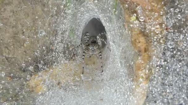 Dolly Tiro Aranha Teia Aranha Floresta Tropical Fundo Natureza Zoom — Vídeo de Stock