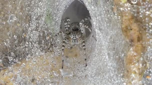 Dolly Shot Spider Cobweb Tropical Rain Forest Nature Background Zoom — Video