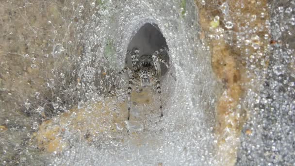 Ragno Goccia Acqua Sulla Ragnatela Nella Foresta Pluviale Tropicale — Video Stock