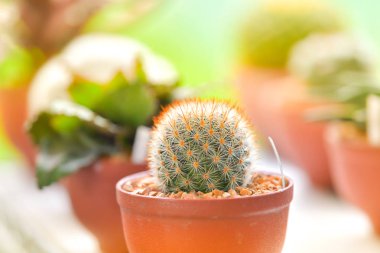 Çeşitli kaktüs ve etli bitkiler.