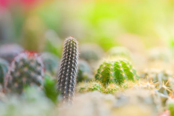 Varios cactus y plantas suculentas . — Foto de Stock