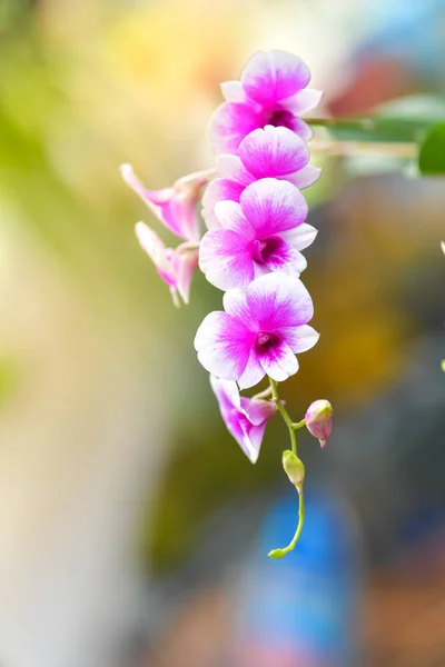 Orchidea bianca che fiorisce nel giardino . — Foto Stock