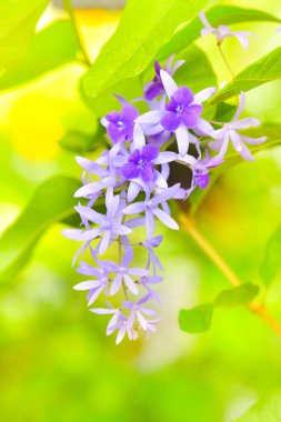 Bahçede Mor Çelenk Açıyor.