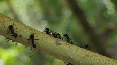 Tropikal yağmur ormanında şube üzerinde yürüyen siyah karınca.