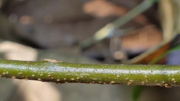 Hormiga Negra Caminando Rama Selva Tropical — Vídeos de Stock