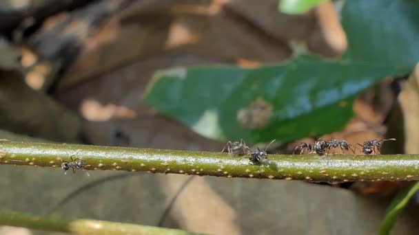 Black Ant Walking Branch Tropical Rain Forest — Stock Video