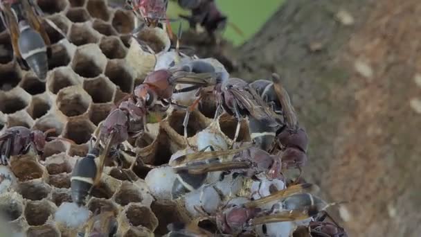 Larven Van Wasp Het Nest Werd Verzorgd Door Volwassenen Wasp — Stockvideo